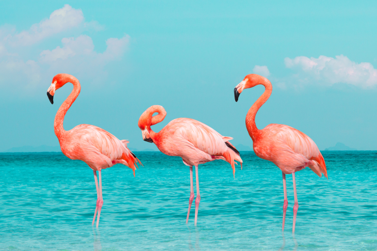 Flamingos_Karibik